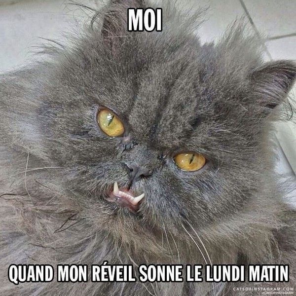 j'ai le lundi....