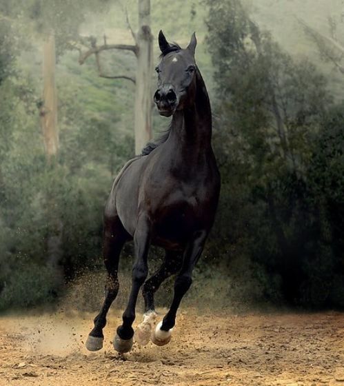 Un cheval....