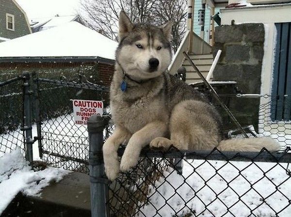 Danger....si tu vois....le chien....