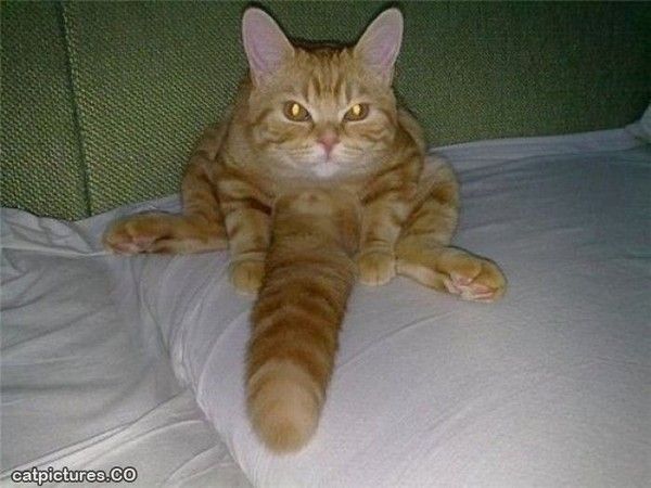 Toute une queue mesdames...