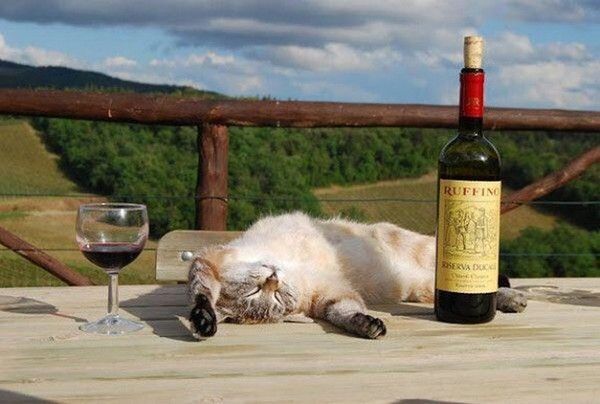 le dernier apéro..hi.hi..