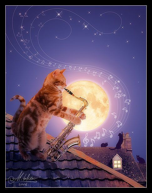 La nuit les chats font la musique