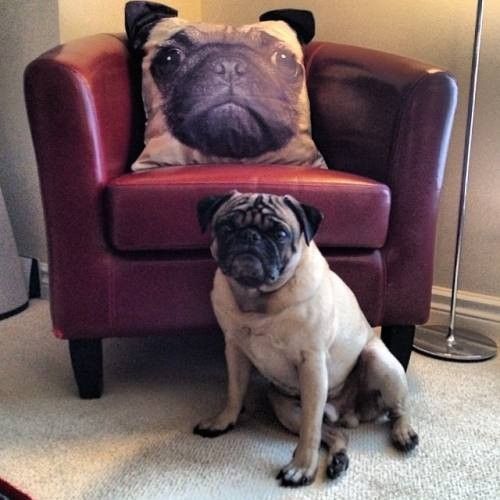 Coussin..original..hi.hi..