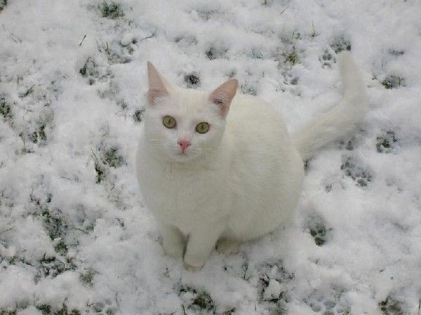 Ti-lou...dans la neige