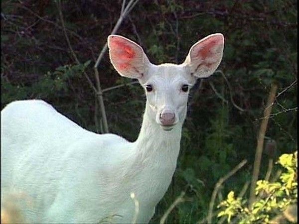 bel biche