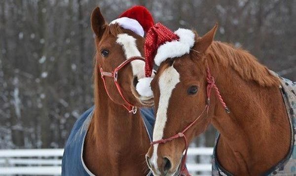 cheval...de noël..hi.hi..