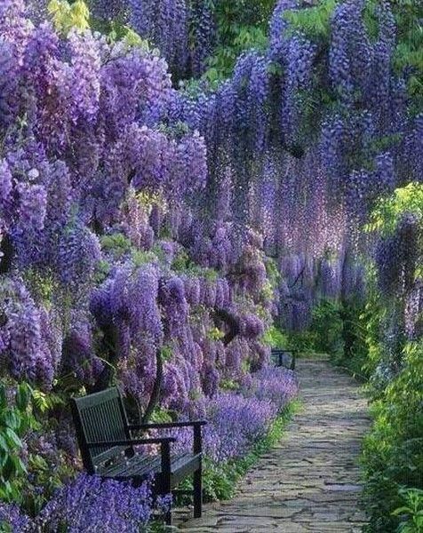 jardin printemps