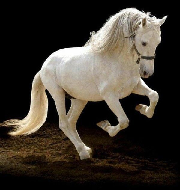 Joli cheval blanc