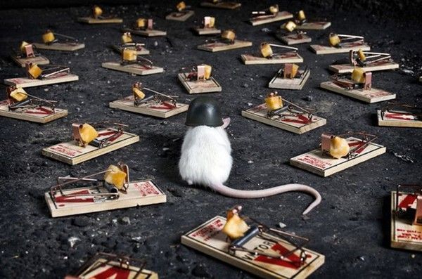 Souris en état guerre...