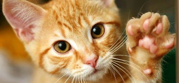 hello...