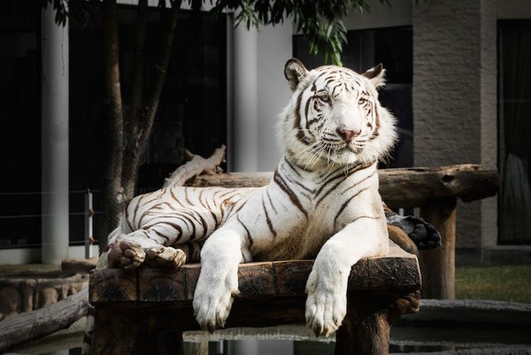 tigre 