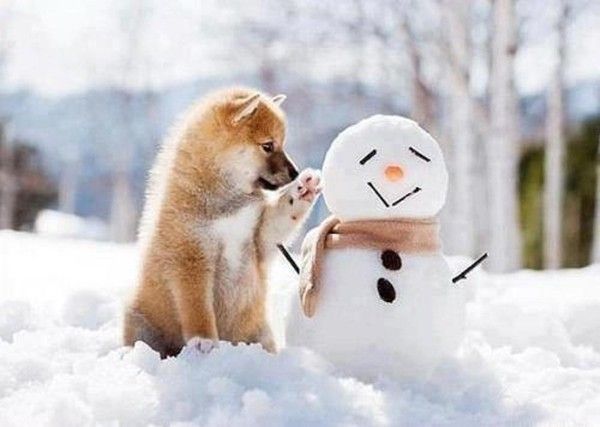 Chien et bonhomme....