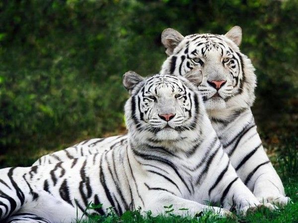 Tigre blanc