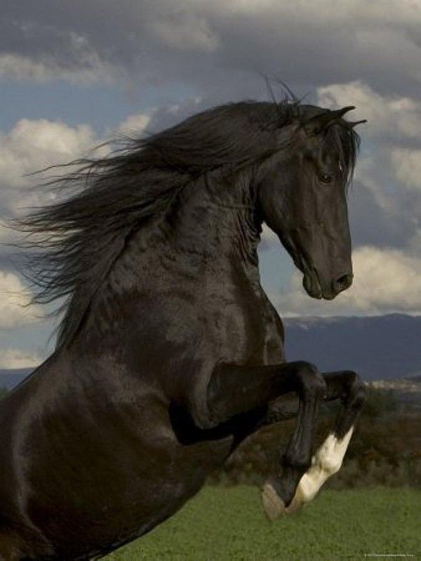 Cheval noir