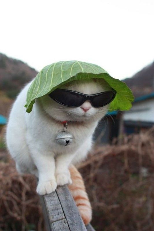 sortez..vos lunette..hi.hi..