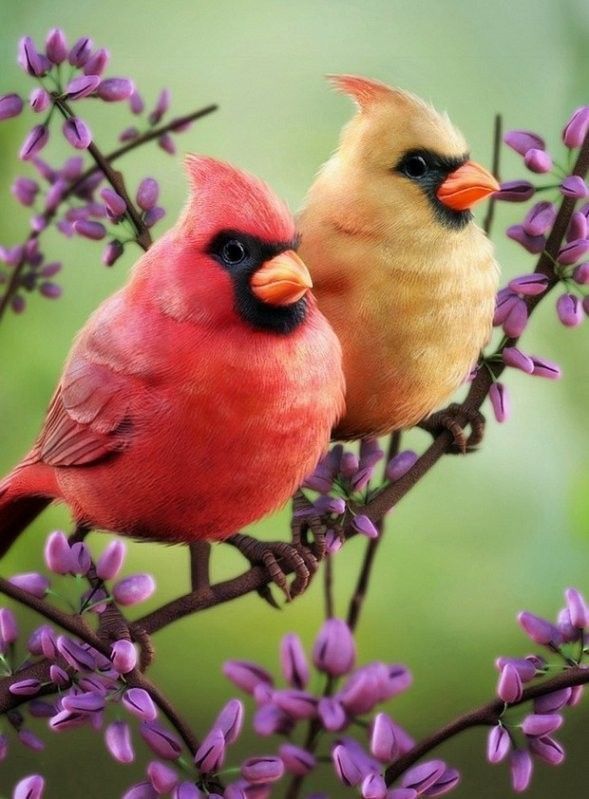 Beau couples de Cardinal