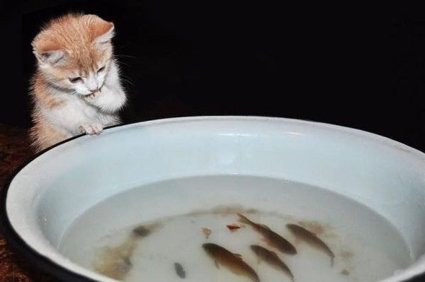 Humm!!...lequel....pour souper...