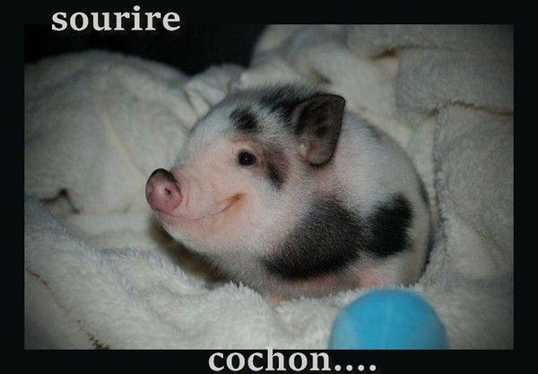 chesse cochon