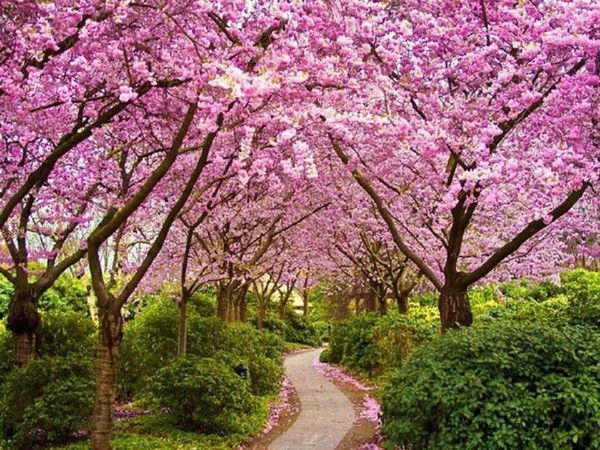 Arbre en fleur...