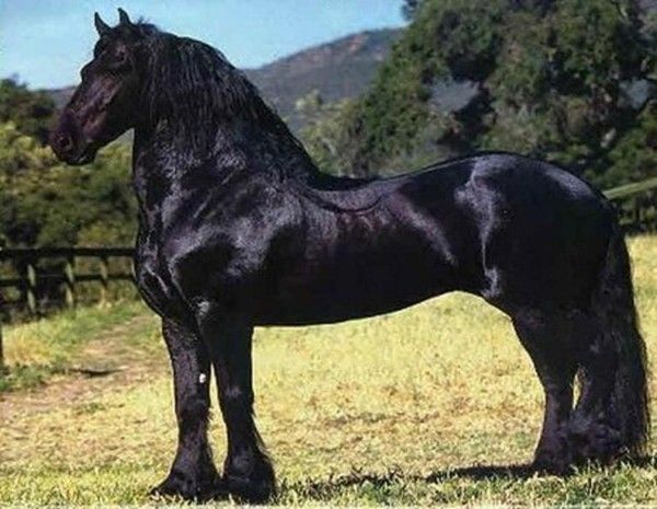 Un colosse...