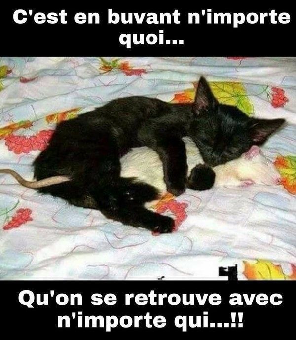 chat chat dépend..hi.hi..