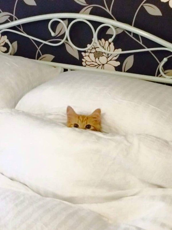 chat pas moi..hi.hi..
