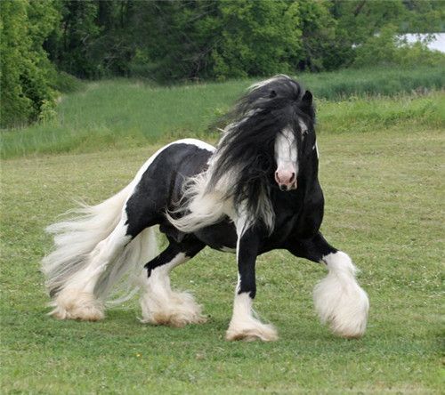 Magnifique cheval