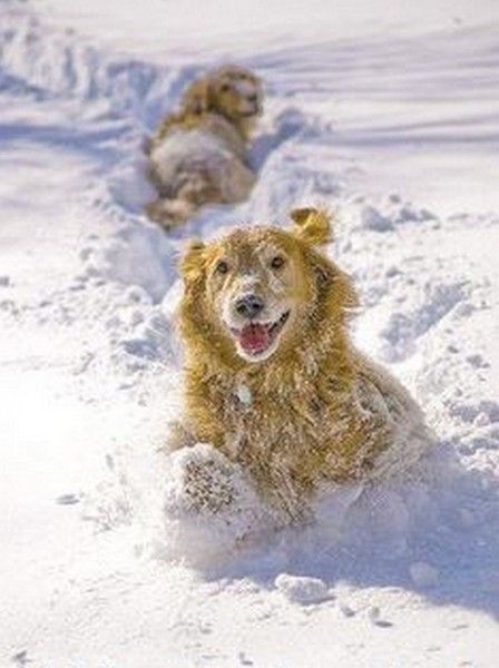 d'la neige