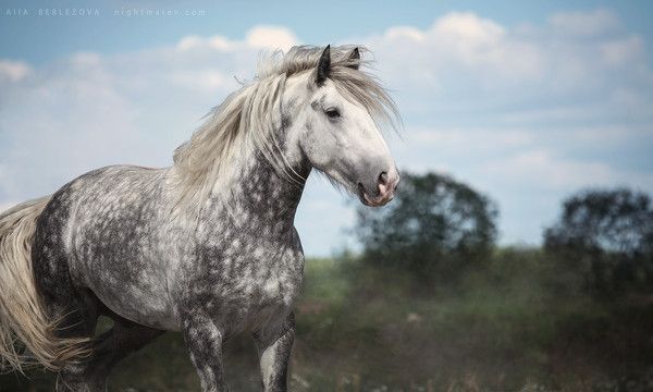 cheval...pommelé