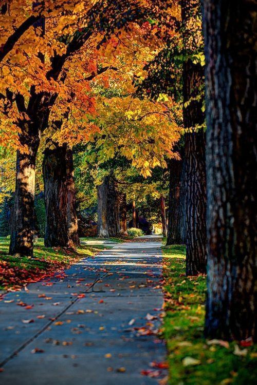 chemin automne