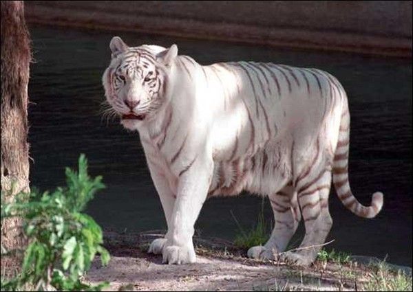 Tigre albinos