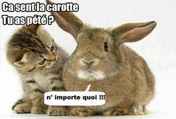 Une vesse de lapin....