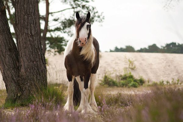 Clydesdale