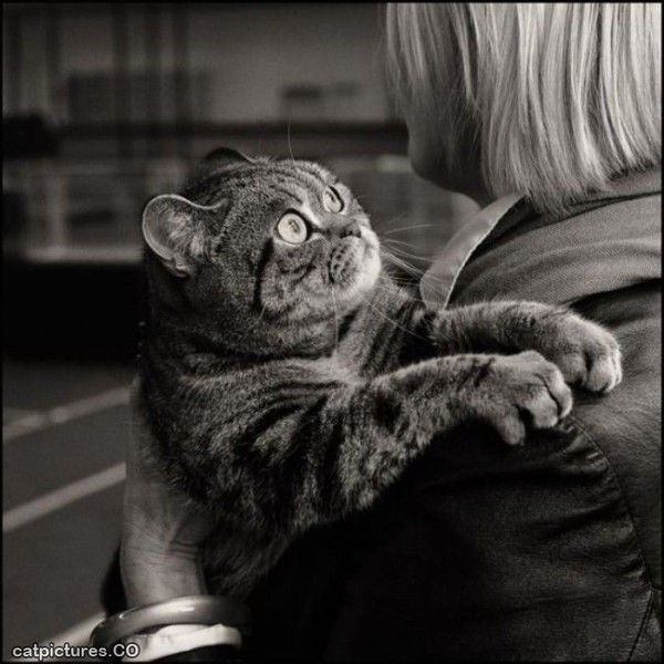 Un chat avec le vertige.....