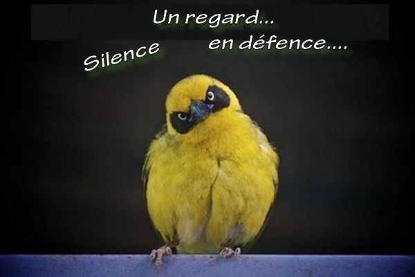 Regard oiseau...