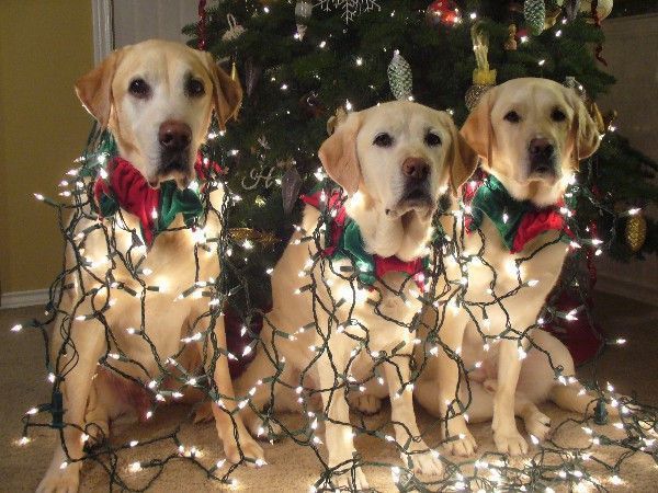 on défait le sapin