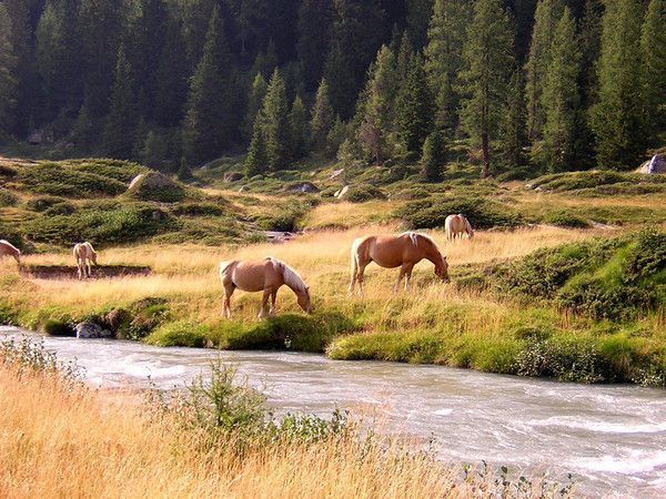 Cheval dans la nature