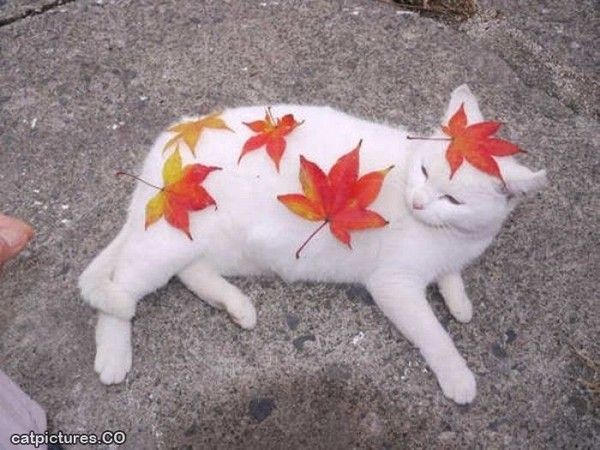 Ha!!!...les feuilles...les feuilles...