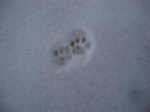 Trace de ti-lou....