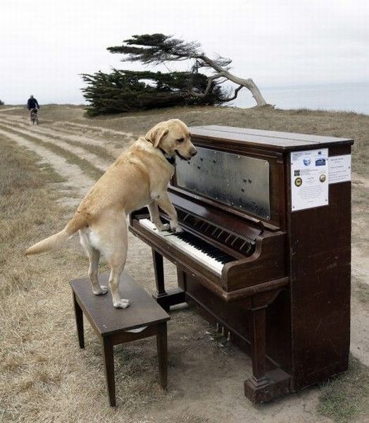 le piano....reste..hi.hi..