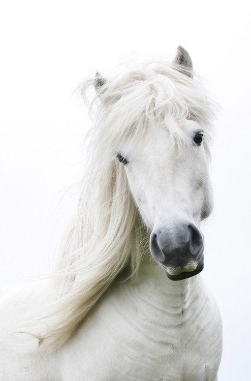 Beauté...de cheval...