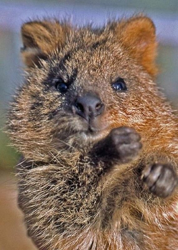Un boxeur...hi..hi..