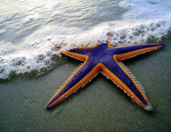Une étoile de mer....