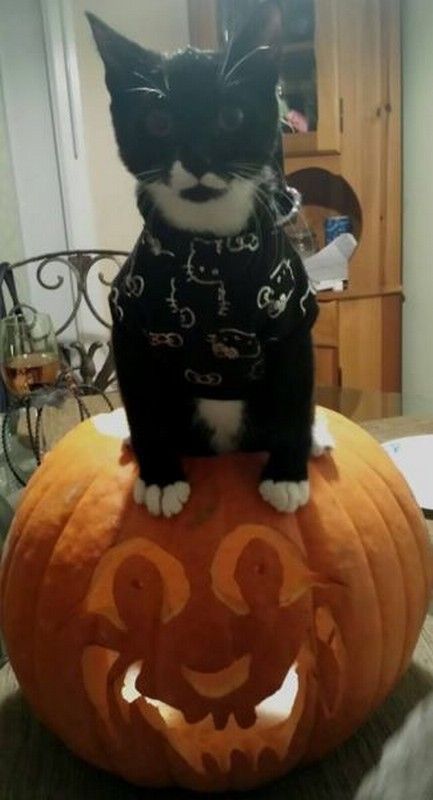 Chat Halloween..
