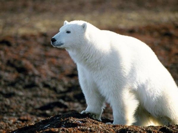 moi...aussi..suis albinos..hi.hi.