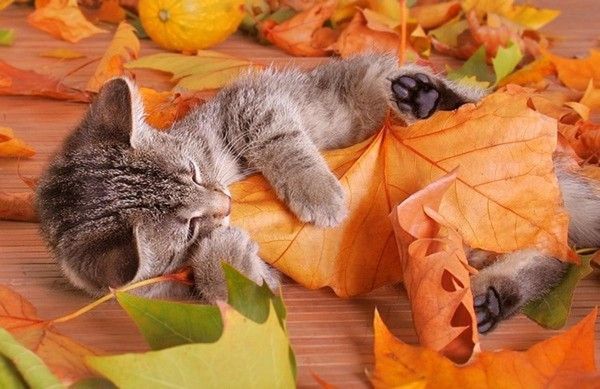 On se défoule sur les feuilles...