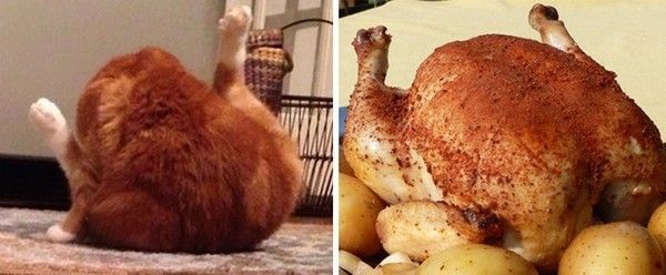 type poulet