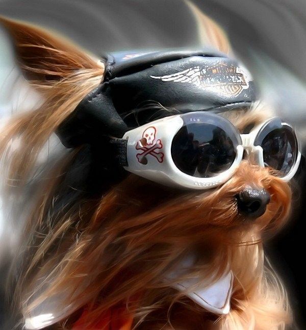 Maintenant le chien du motard....