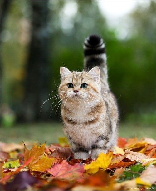 Chaton automne