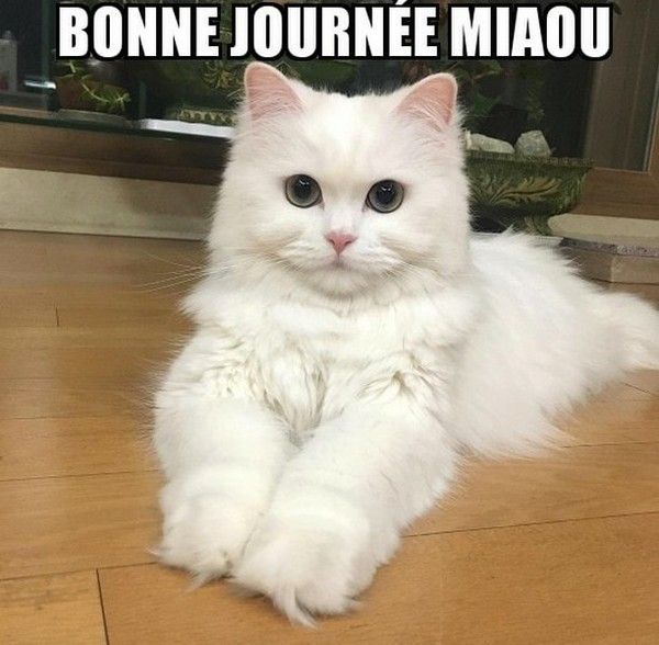 bonne journée